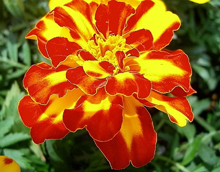 マリーゴールド・D