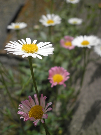 遠くから見守ります
