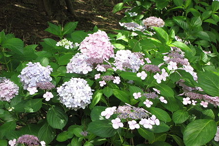 アジサイ３IMG_1070