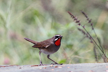 ノゴマ１IMG_4283