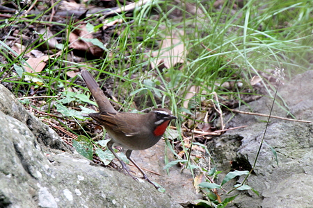 ノゴマ６IMG_4280