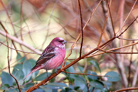 オオマシコ２♂IMG_7362