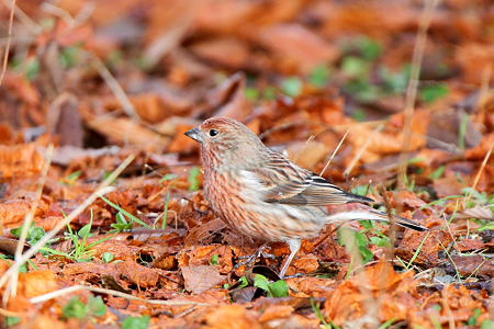 オオマシコ７♀IMG_7429