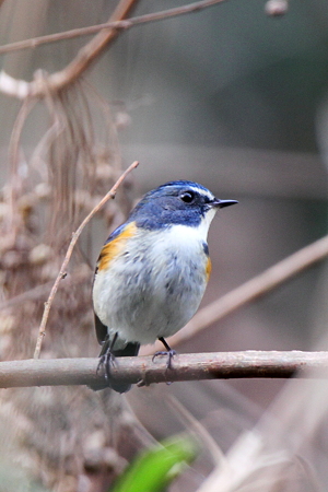 ルリビタキ４♂IMG_9228