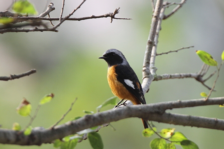 ジョウビタキ１IMG_8423