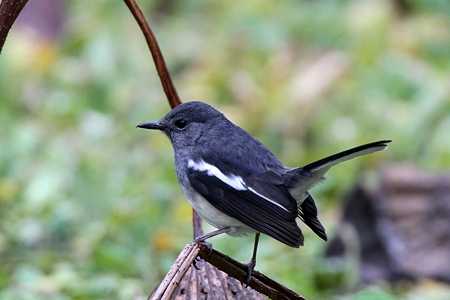 シキチョウ４♀IMG_9144
