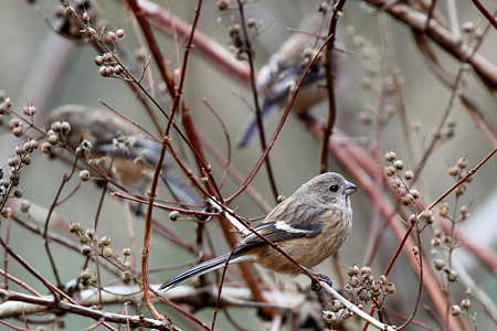 ベニマシコ６♀IMG_0048