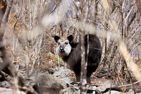 カモシカ１IMG_1731