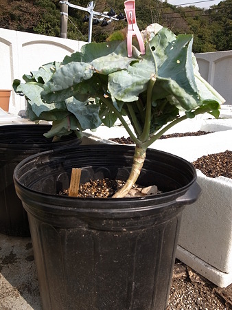 カリフラワー１