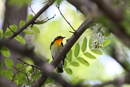 キビタキ１IMG_7422