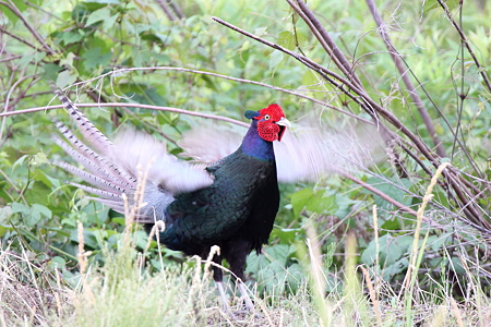 キジ１－３IMG_8148