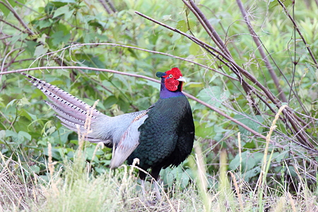 キジ１－４IMG_8149