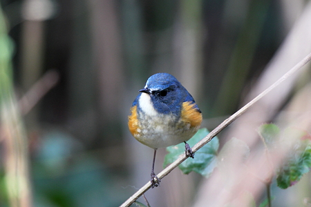 ルリビタキ１♂IMG_9212