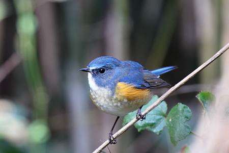 ルリビタキ２♂IMG_9219