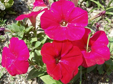 ペチュニア・Ａ