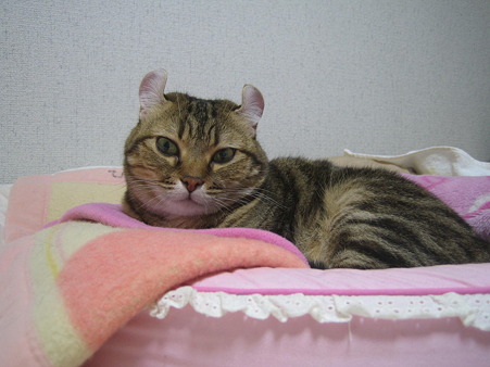 目力なしのジェリ