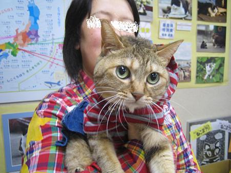 ひげにゃんこ 010