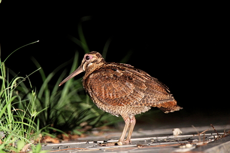 アマミヤマシギ２IMG_1814