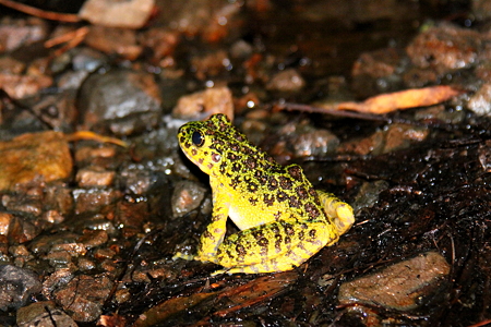 イシカワガエル３IMG_9303