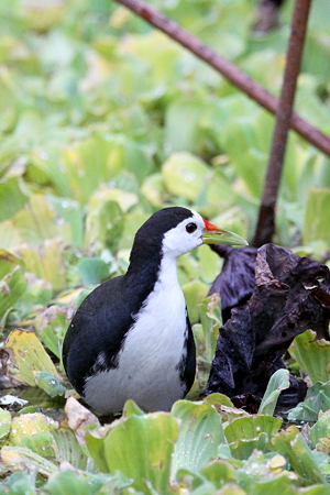 シロハラクイナ４IMG_1392