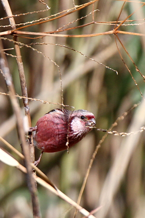 ベニマシコ３♂IMG_0208