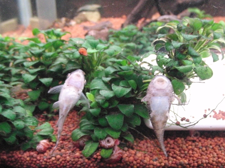 オトシン_111020-1