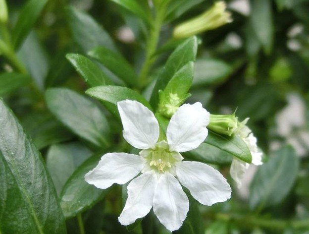 クフェア（クサミソハギ）A