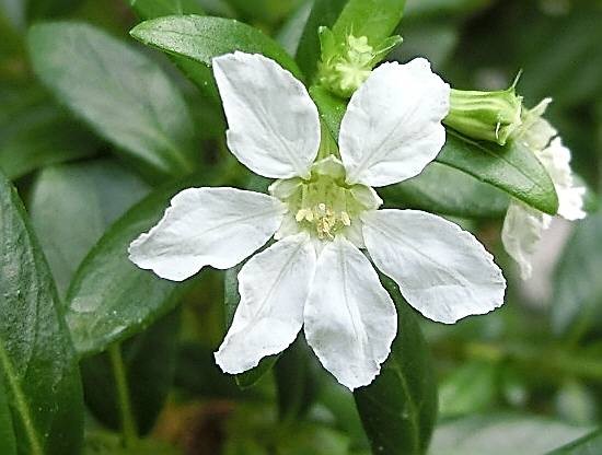 クフェア（クサミソハギ）B