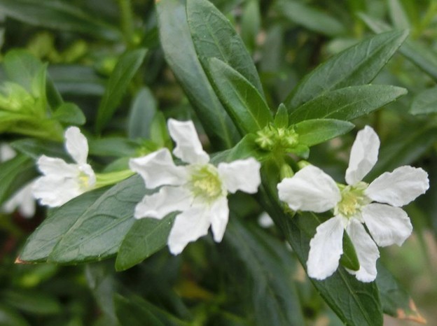 クフェア（クサミソハギ）C