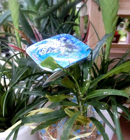 オプテ・グリーンアレンジメント・A