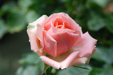 新アロハコルダナ