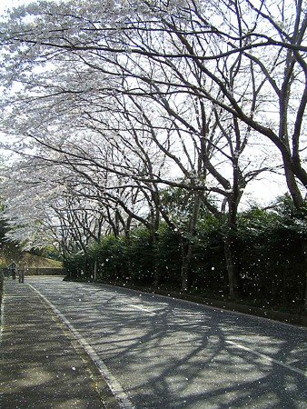 桜吹雪。