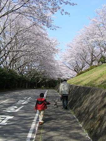 いつもの公園満車。