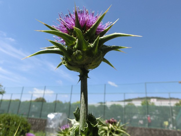 マリアアザミ・A