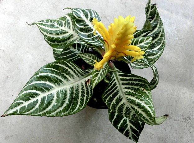 ダニア・14/07/01