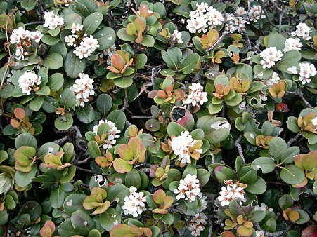 マルバシャリンバイ・C