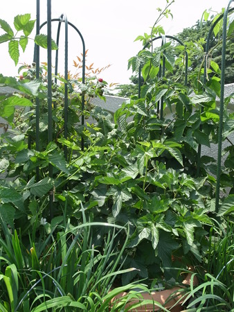 写真: ラズベリー６