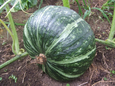 0802カボチャ６号