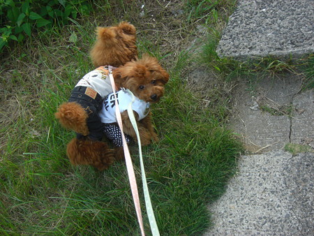 9/22　お散歩コロチロ