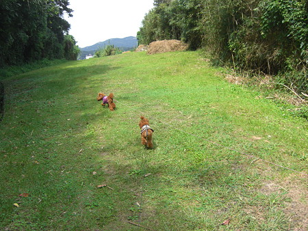 9/28　追いかけっこコロチロ