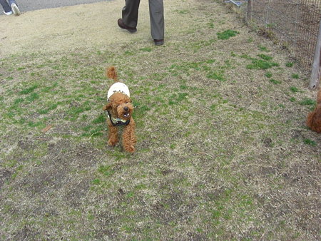 2/1　ドッグランチロル6