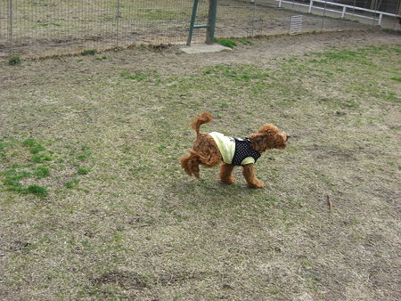 2/1　ドッグランチロル5