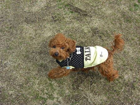 2/1　ドッグランチロル4