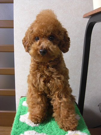 2/26　ブラシ後チロル