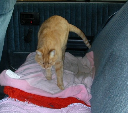 プランサーちゃん出動