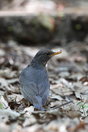 クロツグミ４IMG_4980