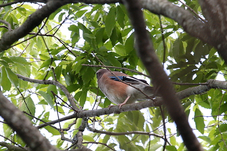 カケス３IMG_1926