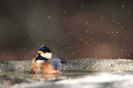 ヤマガラ４IMG_3118