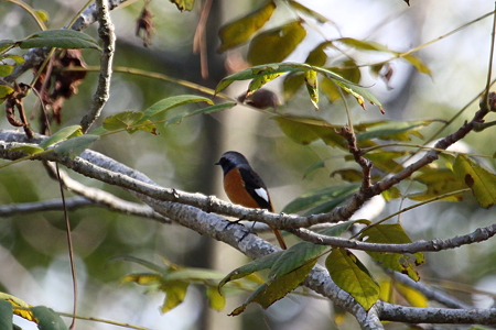 ジョウビタキ♂IMG_0196