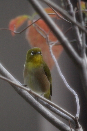 メジロ１IMG_0363